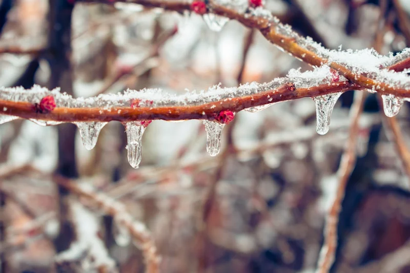 Freshly fallen snow and ice on the branches of a plant in the garden, winter background